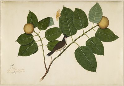 Bulbul de bigode vermelho e traça de Aganais Ficus no ramo de Kadamba, fólio de uma série encomendada por Lady Impey, 1777 de Shaikh Zain ud Din