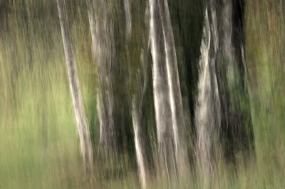 Serenidade da Floresta Desfocada de Sheila Bernard