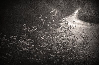 Caminho sinuoso e onírico de Sheila Bernard