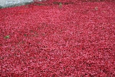 Terras varridas sangue e mares do vermelho, torre de Londres, 2014. de Sheldon Marshall