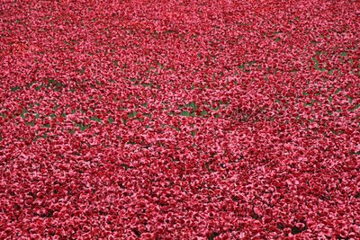 Terras varridas sangue e mares do vermelho, torre de Londres, 2014. de Sheldon Marshall