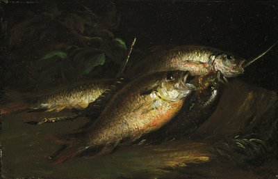 Peixe de Shepard Alonzo Mount