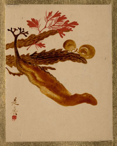 Algas marinhas. de Shibata Zeshin
