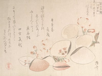 Cerejeiras em flor e conchas, século XIX., século XIX. de Shinsai