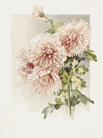 Crisântemos de Sidney Thomas Callowhill