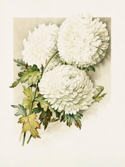Crisântemos para a véspera de Natal de Sidney Thomas Callowhill