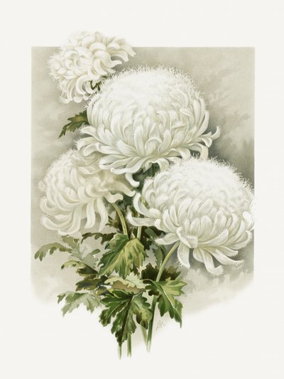 Sra. Alpheus Hardy de Sidney Thomas Callowhill