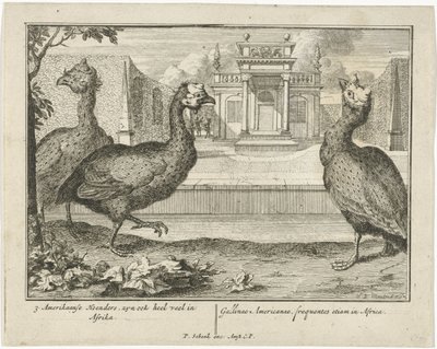 Pintada
3 American Fowl, são também muito comuns em África (...) (título sobre o objecto) de Sieuwert van der Meulen