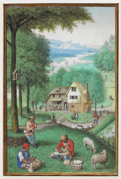 (Fólio inteiro) Miniatura de calendário para junho mostrando dois homens tosquiando ovelhas, com uma casinha ao fundo. de Simon Bening