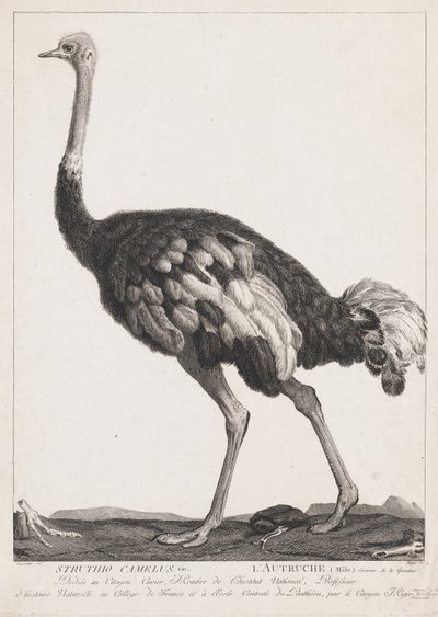 Avestruz de Simon Charles Miger
