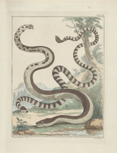 Serpentes de cauda chata de Simon Fokke