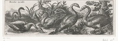 cisnes Pássaros e insetos (título da série) de Simon Frisius