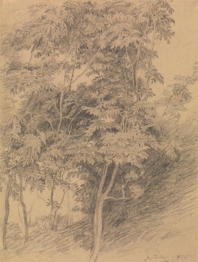 Estudo das árvores de Sir David Wilkie