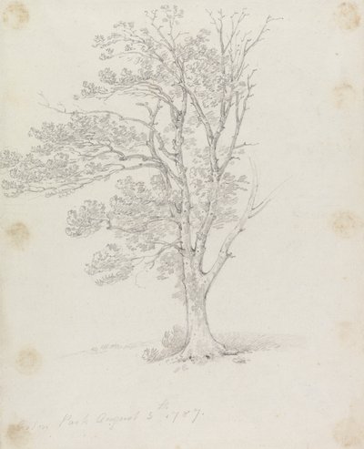 Árvore em Easton Park de Sir George Howland Beaumont seventh Baronet