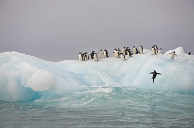 Pinguins de Adélia, Pygoscelis adeliae, num icebergue, 2022 (foto) de Sisse Brimberg