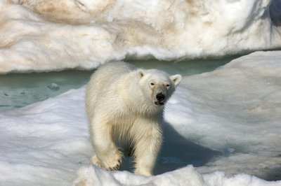Urso polar (Ursus maritimus) a caminhar sobre um bloco de gelo, Ilhas Svalbard, Noruega, 2022 (foto) de Sisse Brimberg