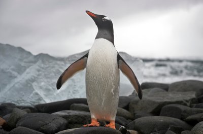 Retrato de um pinguim-gentoo, Pygoscelis papua. Antárctica, 2022 (fotografia) de Sisse Brimberg