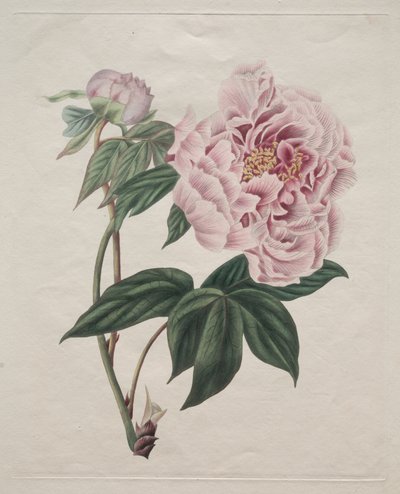 Peônia chinesa (Paeonia suffruticosa) de Smith
