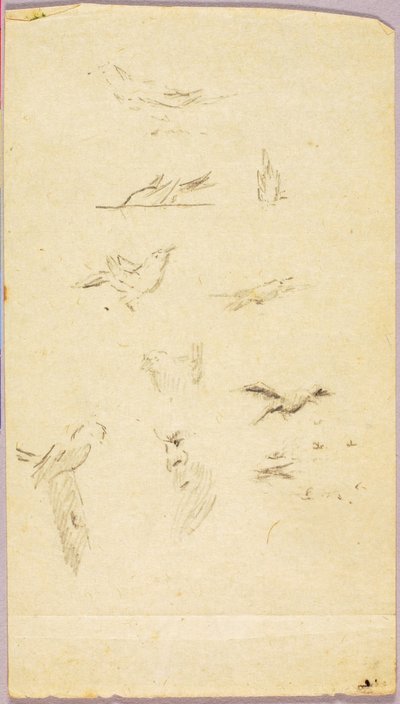 Aves de Solon H. Borglum