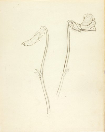 Flor fechada e aberta de Solon H. Borglum