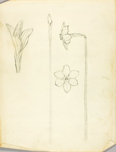Estudo de plantas de Solon H. Borglum