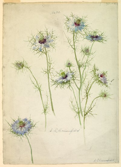 Desenho, Estudos: Amor-em-névoa, finais do século XIX de Sophia L. Crownfield