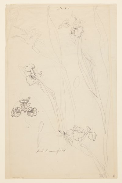 Estudos de Íris de Sophia L. Crownfield