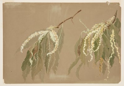 Estudo de Ramos de Castanheiros de Sophia L. Crownfield