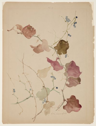 Estudo de Clematis Vine com Blue Berries de Sophia L. Crownfield