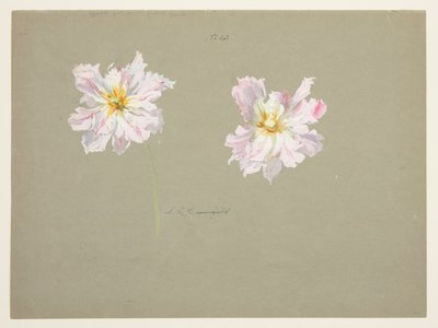 Estudo de peônias rosa pálido de Sophia L. Crownfield