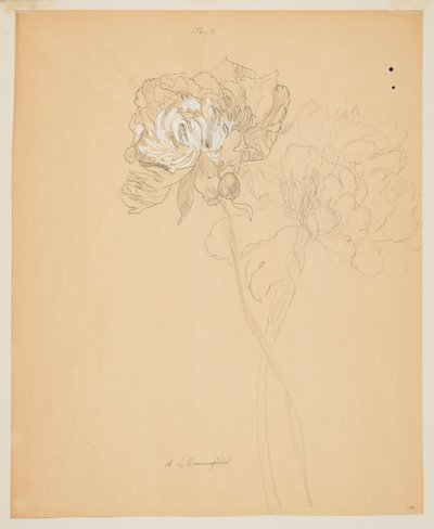 Estudo de peônias de Sophia L. Crownfield