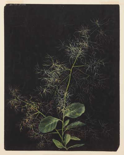 Estudo da planta, possivelmente capim tufado de Sophia L. Crownfield