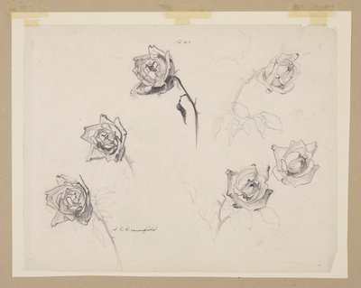 Estudo de rosas de Sophia L. Crownfield