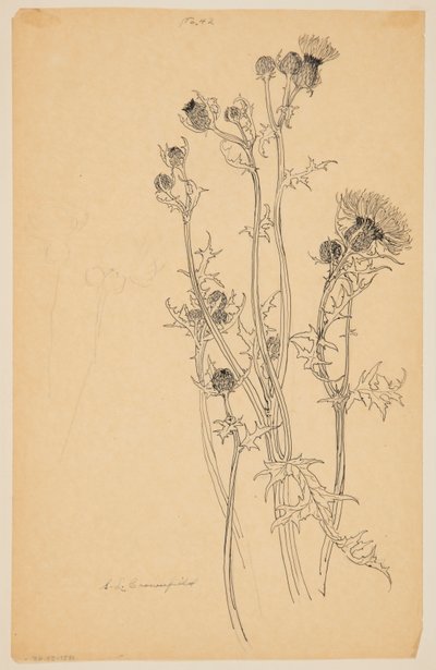 Estudo de plantas de cardo de Sophia L. Crownfield