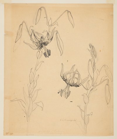 Estudo de lírios de tigre de Sophia L. Crownfield