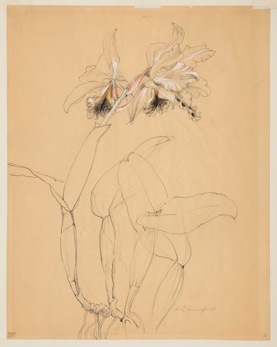 Estudo de uma orquídea de Sophia L. Crownfield