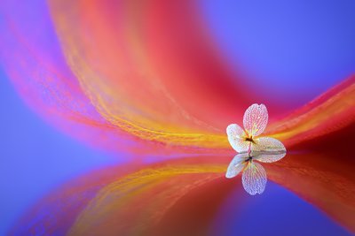 Reflexão de uma flor delicada de Sophie Pan