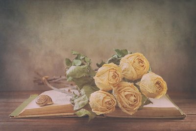 Rosas secas num livro antigo de Sophie Pan