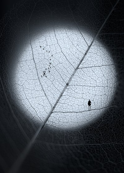 Homem na Folha da Lua de Sophie Pan