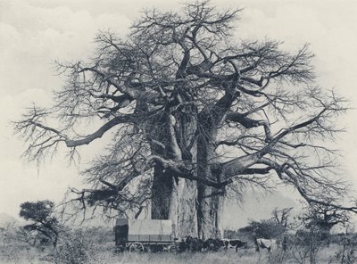 Uma árvore Baobá (foto a p/b) de South African Photographer