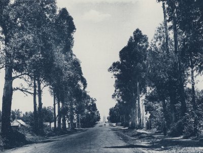 Avenue of Blue Gum Trees, Pretoria (foto a p/b) de South African Photographer
