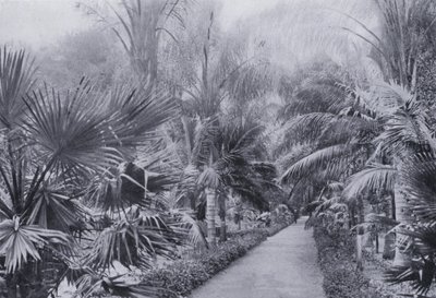 Palm Avenue, Jardim Botânico, Durban (foto a p/b) de South African Photographer