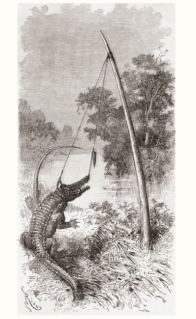 Uma armadilha de jacaré no Oiapoque ou Rio Oiapoque, que forma a fronteira da Guiana Francesa e do Brasil de Spanish School