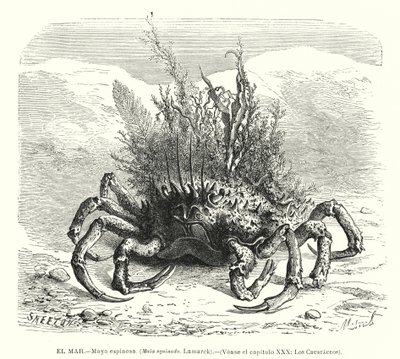 Sapateira europeia (Maja squinado) (litho) de Spanish School
