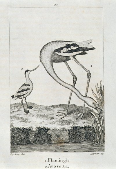 Flamingo e Avosetta, de uma história da terra e natureza animada, Londres 1816 (gravura de placa de cobre) de Spanish School