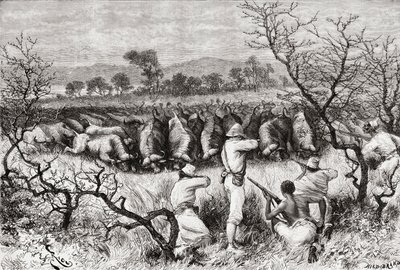 Búfalo caçando na África Central no final do século 19, de &39;Africa Pintoresca&39;, publicado em 1888 de Spanish School