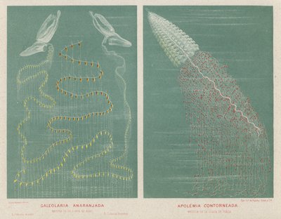 Galeolaria Laranja e Apolemia Contornada (cor litho) de Spanish School