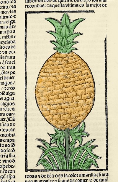 Representação de um ananás. Gravura do livro "Historia general de las Indias, islas y tierra firme del mar oceano" de Gonzalo Fernandez de Oviedo (Gonzalo) ou Fernandez de, ou Hernandez de Oviedo y Valdes (1478-1557) de Spanish School