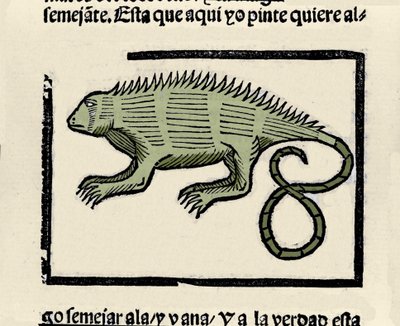 Representação de uma iguana. Gravura do livro "Historia general de las Indias, islas y tierra firme del mar oceano" de Gonzalo Fernandez de Oviedo (Gonzalo) ou Fernandez de, ou Hernandez de Oviedo y Valdes (1478-1557) de Spanish School