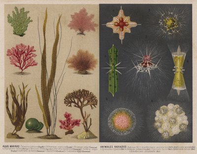 Algas marinhas e animais aquáticos luminosos (chromolitho) de Spanish School